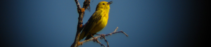 Citizen Science In The Wild