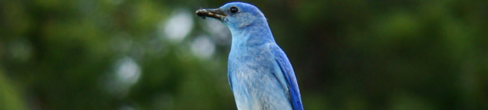 Empowering Citizen Scientists